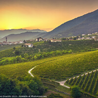 Buy canvas prints of Vineyards after Sunset in Prosecco Hills by Stefano Orazzini
