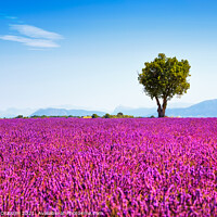 Buy canvas prints of Tree and Lavender Flowers. Provence by Stefano Orazzini