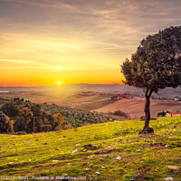 Buy canvas prints of Windy Olive Tree at Sunset. Tuscany by Stefano Orazzini