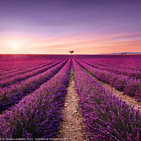 Buy canvas prints of Lavender and Lonely Tree at Sunset. Provence by Stefano Orazzini