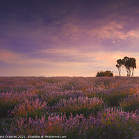 Buy canvas prints of Lavender fields and trees In Tuscany by Stefano Orazzini