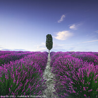 Buy canvas prints of Lavender fields and cypress tree. Tuscany, Italy by Stefano Orazzini