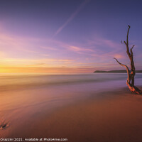 Buy canvas prints of Baratti beach and old tree trunk at sunset. Italy by Stefano Orazzini