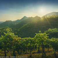 Buy canvas prints of Prosecco Vineyards and Setting Sun. Italy by Stefano Orazzini