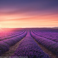Buy canvas prints of Lavender fields at sunset. Provence, France by Stefano Orazzini