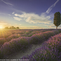 Buy canvas prints of Lavender fields and cypress tree at sunset. Tuscany by Stefano Orazzini