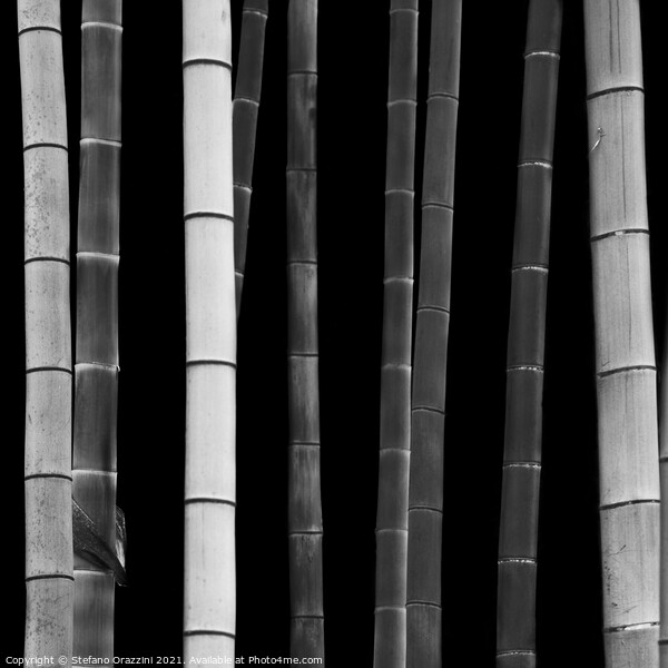 Bamboo, Study I (2010) Framed Mounted Print by Stefano Orazzini