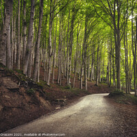 Buy canvas prints of Road in beech forest. Foreste Casentinesi park by Stefano Orazzini