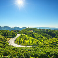 Buy canvas prints of Vineyards and road. Prosecco Hills by Stefano Orazzini