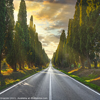 Buy canvas prints of Bolgheri tree lined boulevard. Tuscany by Stefano Orazzini