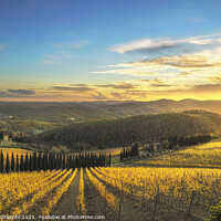 Buy canvas prints of Chianti vineyards at sunset. Tuscany by Stefano Orazzini