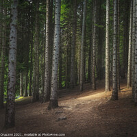 Buy canvas prints of Path inside a silver fir forest. Tuscany by Stefano Orazzini