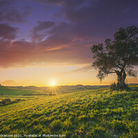 Buy canvas prints of Olive tree at sunset in Maremma, Tuscany by Stefano Orazzini