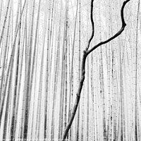 Buy canvas prints of Arashiyama Bamboo Forest (2010) by Stefano Orazzini