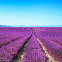 Buy canvas prints of Lavender flower fields. Valensole, Provence by Stefano Orazzini