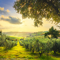 Buy canvas prints of Maremma panorama and olive trees at sunset. by Stefano Orazzini