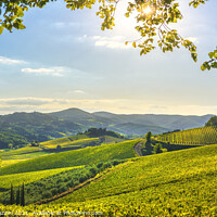 Buy canvas prints of Radda in Chianti vineyards. Tuscany, Italy by Stefano Orazzini