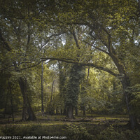 Buy canvas prints of San Rossore park, misty mediterranean forest. Tuscany by Stefano Orazzini