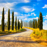 Buy canvas prints of Cypress trees and rural road, Tuscany by Stefano Orazzini