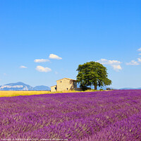 Buy canvas prints of Lavender flowers field, house and tree. Provence by Stefano Orazzini