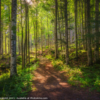 Buy canvas prints of Path inside a fir forest. Apennines, Tuscany. by Stefano Orazzini