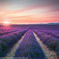 Buy canvas prints of Lavender flower fields endless rows at sunset. Valensole, Provence by Stefano Orazzini