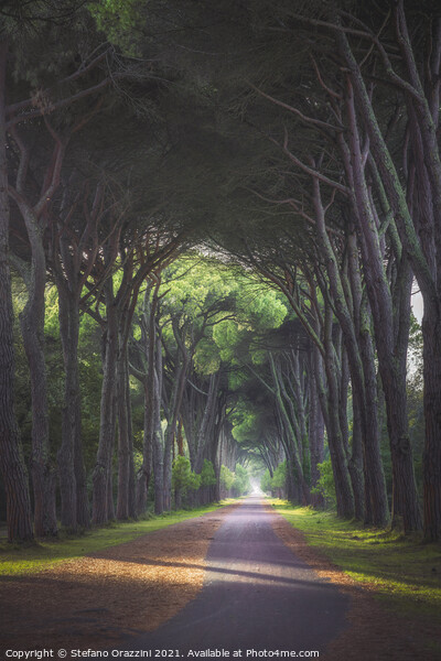 San Rossore park, footpath in pine tree misty forest Framed Mounted Print by Stefano Orazzini