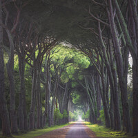 Buy canvas prints of San Rossore park, footpath in pine tree misty forest by Stefano Orazzini