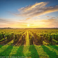 Buy canvas prints of Bolgheri vineyards at sunset. Tuscany by Stefano Orazzini