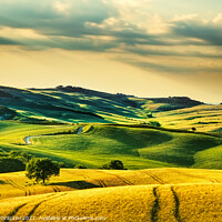 Buy canvas prints of Tuscany, rolling hills and wheat fields in Val d'Orcia  by Stefano Orazzini