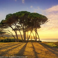 Buy canvas prints of Pine tree group close to sea and beach. Baratti, Tuscany. by Stefano Orazzini