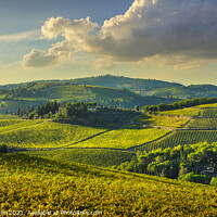 Buy canvas prints of Panzano in Chianti vineyards at sunset. Tuscany, Italy by Stefano Orazzini