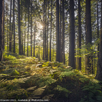 Buy canvas prints of Acquerino nature reserve forest. Trees and ferns in the morning. by Stefano Orazzini