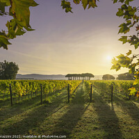 Buy canvas prints of Bolgheri vineyard and a pine trees at sunrise. Maremma, Tuscany, by Stefano Orazzini