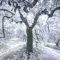 Buy canvas prints of Snow in Tuscany, olive trees in the grove. Winter Landscape by Stefano Orazzini