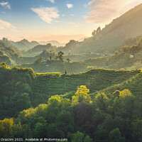 Buy canvas prints of Prosecco Hills hogback, vineyards at sunset. Unesco Site. Veneto by Stefano Orazzini