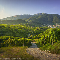 Buy canvas prints of Vineyards and road. Prosecco Hills, Unesco Site. Valdobbiadene,  by Stefano Orazzini