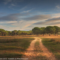 Buy canvas prints of San Rossore park, footpath and pine trees. Pisa, Tuscany, Italy by Stefano Orazzini