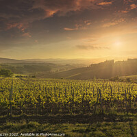 Buy canvas prints of Montalcino vineyards at sunset. Tuscany region, Italy by Stefano Orazzini