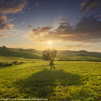 Buy canvas prints of Olive tree at sunset. Maremma countryside landscape. Tuscany by Stefano Orazzini