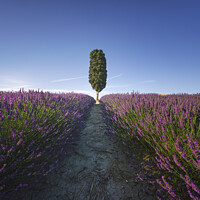 Buy canvas prints of Lavender field rows and cypress tree. Orciano, Tus by Stefano Orazzini
