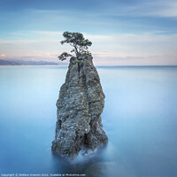Buy canvas prints of Pine tree on the rock. Long exposure. Portofino, Italy by Stefano Orazzini