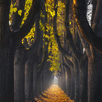 Buy canvas prints of Lucca, autumn foliage in tree-lined walkway. Tuscany, Italy. by Stefano Orazzini
