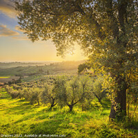 Buy canvas prints of Maremma countryside and olive grove. Casale Marittimo,  by Stefano Orazzini