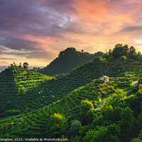 Buy canvas prints of Prosecco Hills, vineyards and steep hills. Unesco Site. by Stefano Orazzini