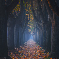 Buy canvas prints of Autumn foliage in tree-lined walkway. Lucca, Tuscany, Italy. by Stefano Orazzini