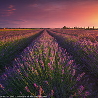 Buy canvas prints of A Tuscan Lavender Symphony by Stefano Orazzini