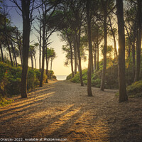 Buy canvas prints of Path in pinewood forest and sea. Marina di Cecina, Tuscany by Stefano Orazzini