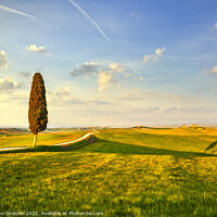 Buy canvas prints of Landscape of Tuscany, cypress tree and a road. Siena by Stefano Orazzini