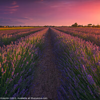 Buy canvas prints of Lavender flowers fields and beautiful sunset. Marina di Cecina,  by Stefano Orazzini